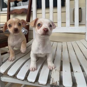 Meet your Posher, Joselin